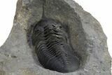 Morocconites Trilobite Fossil - Ofaten, Morocco #312768-5